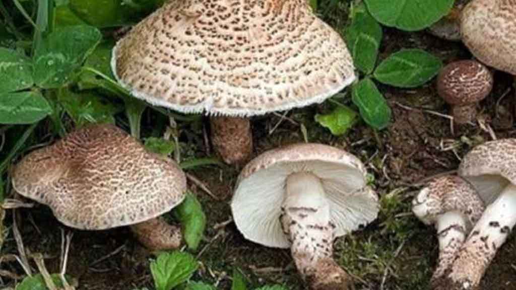 از مصرف قارچهای وحشی و خود رو در طبیعت خودداری کنید از مصرف قارچهای وحشی و خود رو در طبیعت خودداری کنید