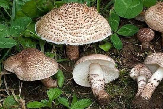 از مصرف قارچ‌های وحشی و خود رو در طبیعت خودداری کنید