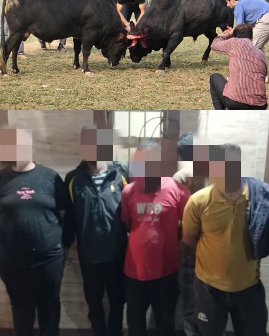 جلوگيري از برگزاري قمار جنگ احشام در بخش سنگر