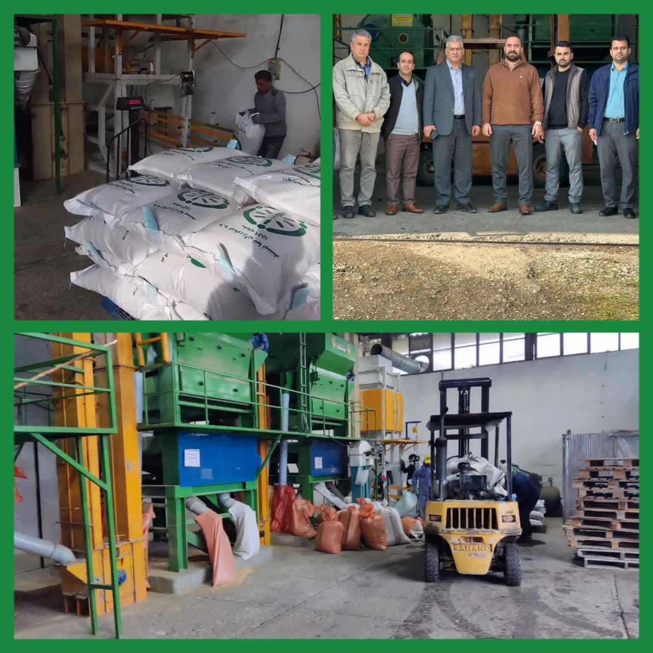 رصد بوجاری ، بازدید مدیر شرکت خدمات حمایتی کشاورزی گیلان از انبار بذر این شرکت رصد بوجاری ، بازدید مدیر شرکت خدمات حمایتی کشاورزی گیلان از انبار بذر این شرکت