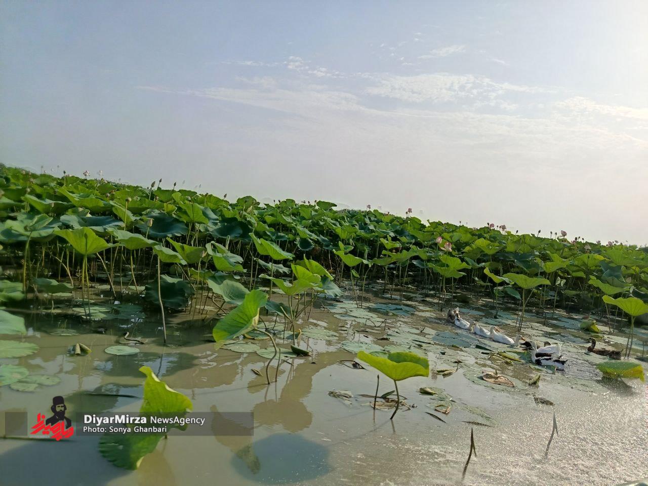 تالاب انزلی هنوز زنده است؛ در طولانی مدت ممکن است تالاب به جنگل تبدیل شود تالاب انزلی هنوز زنده است؛ در طولانی مدت ممکن است تالاب به جنگل تبدیل شود