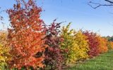 خبر خوب شهردار رشت: کاشت ۱۰ هزار نهال بومی