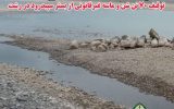 توقیف ۷۰ تن شن و ماسه غیرقانونی از بستر سپیدرود در رشت