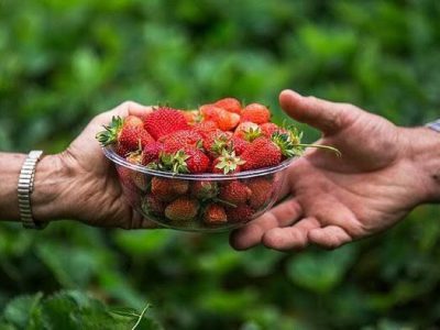 یش‌بینی برداشت ۲۶۰۰ تن توت‌فرنگی در گیلان