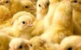 جوجه ریزی ۲۶ میلیون قطعه ای در گیلان