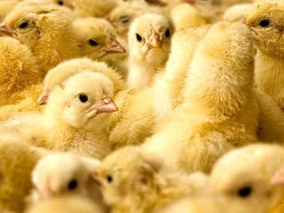 جوجه ریزی ۲۶ میلیون قطعه ای در گیلان جوجه ریزی ۲۶ میلیون قطعه ای در گیلان