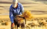 گندم و جو در گیلان به وقت برداشت