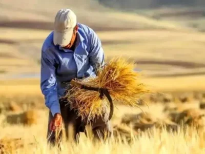 گندم و جو در گیلان به وقت برداشت